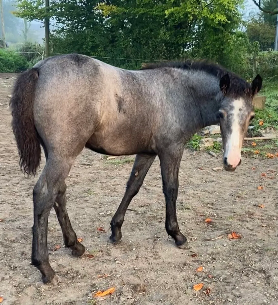 Beautiful connemara filly foal - Image 1