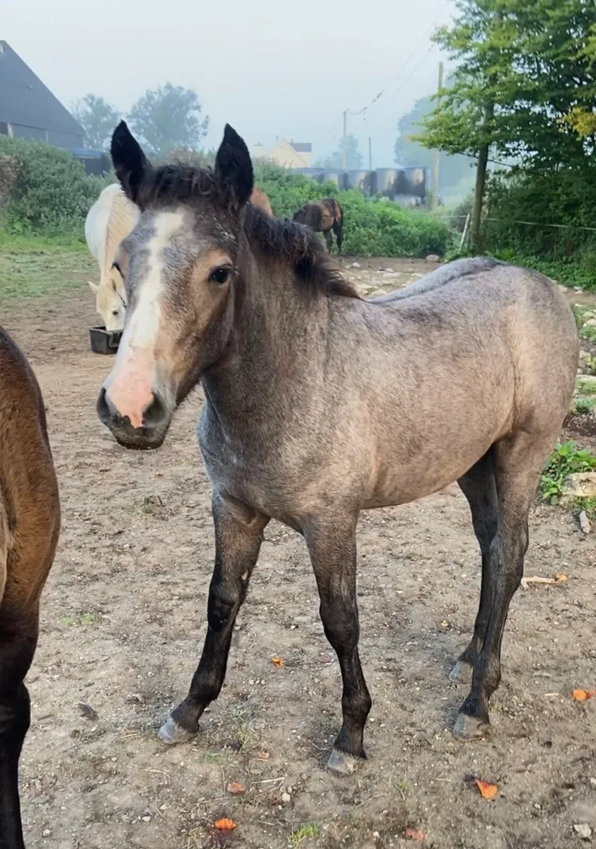 Beautiful connemara filly foal - Image 2