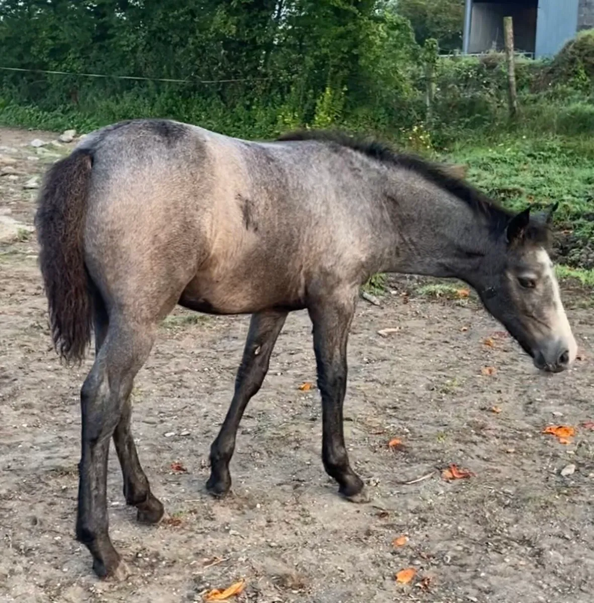 Beautiful connemara filly foal - Image 3