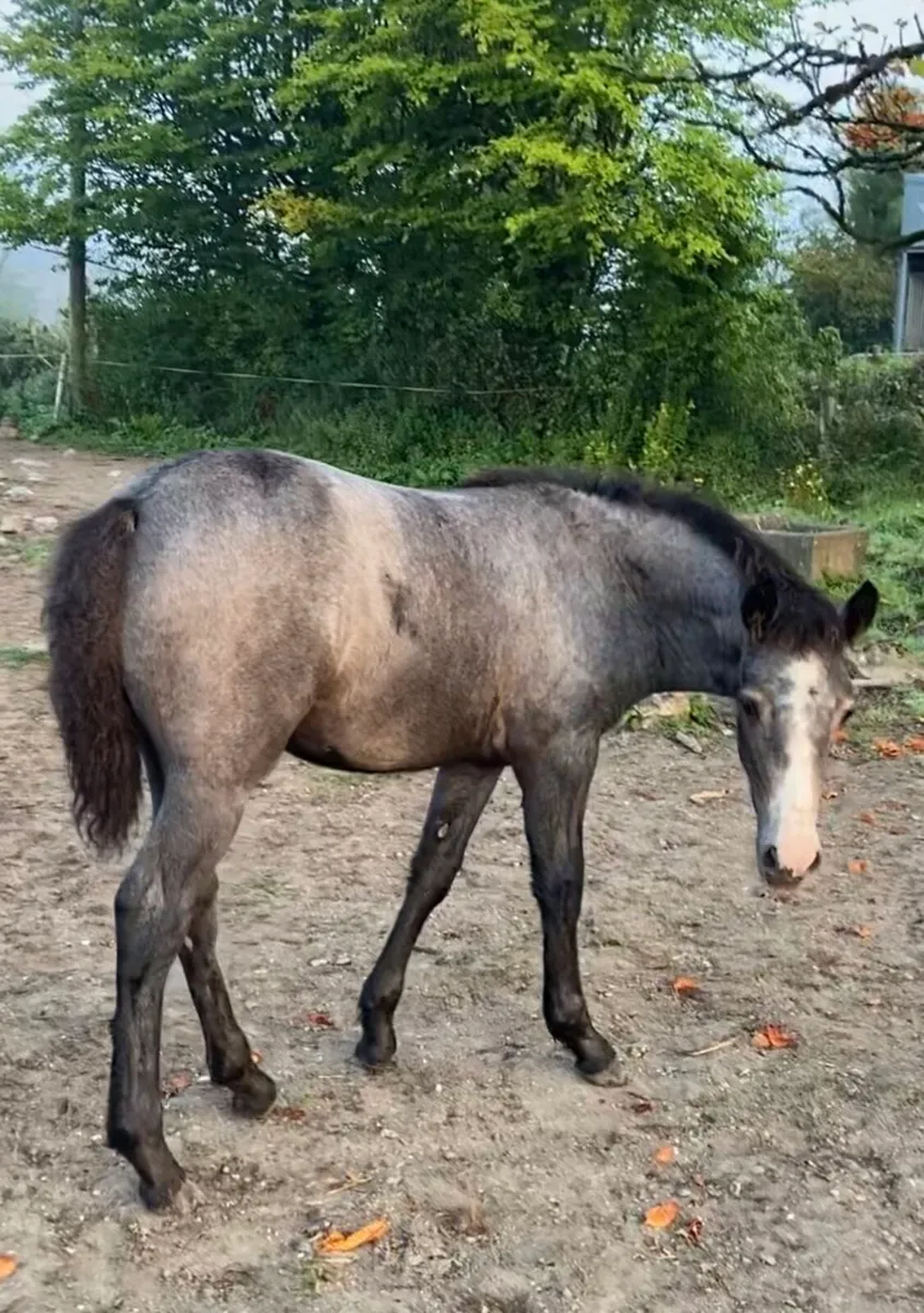 Beautiful connemara filly foal - Image 4
