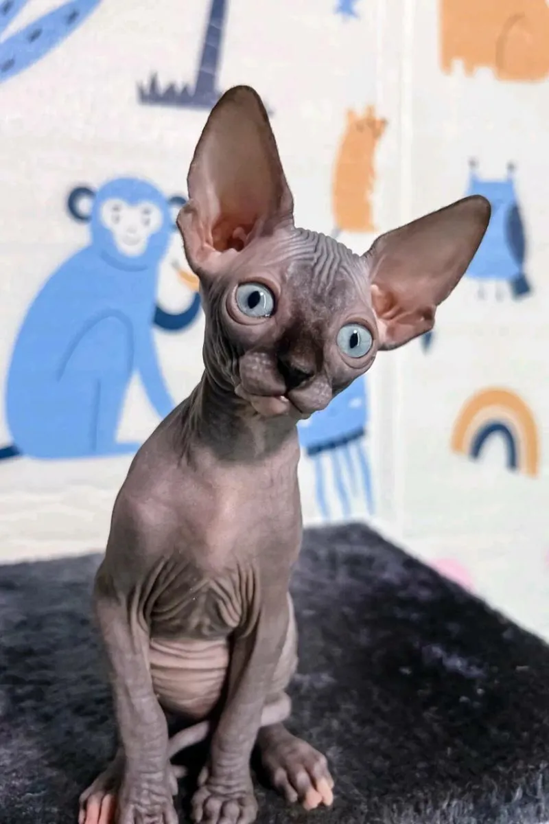 Champion Line Sphynx Kittens Available - Image 4