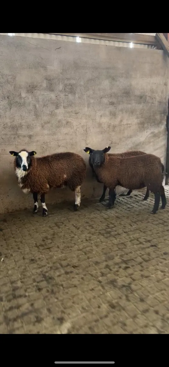Ewe lambs - Image 1
