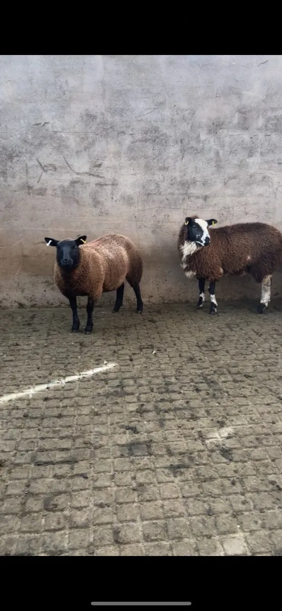 Ewe lambs - Image 2