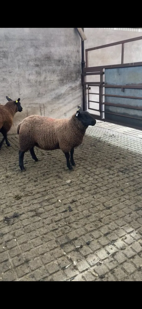 Ewe lambs - Image 3