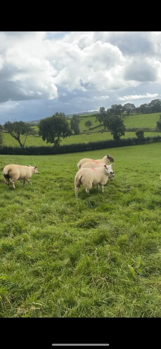 Ewe lambs - Image 4