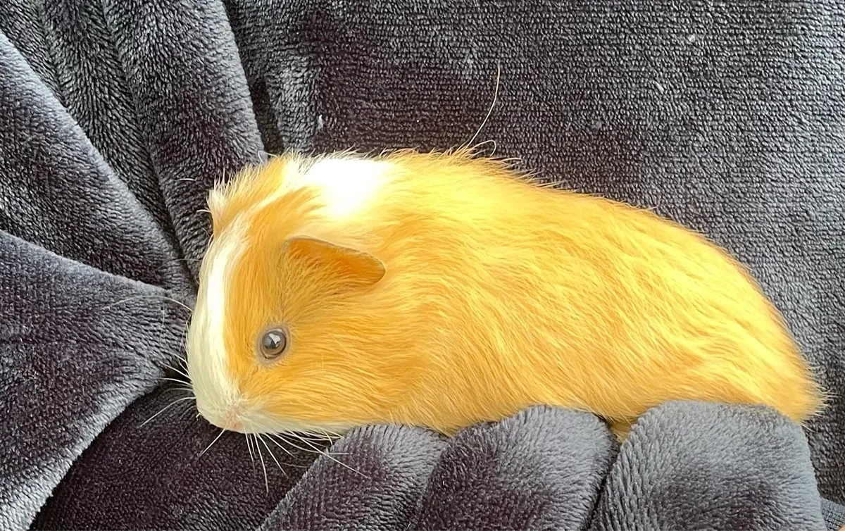 Guinea pigs - Image 1