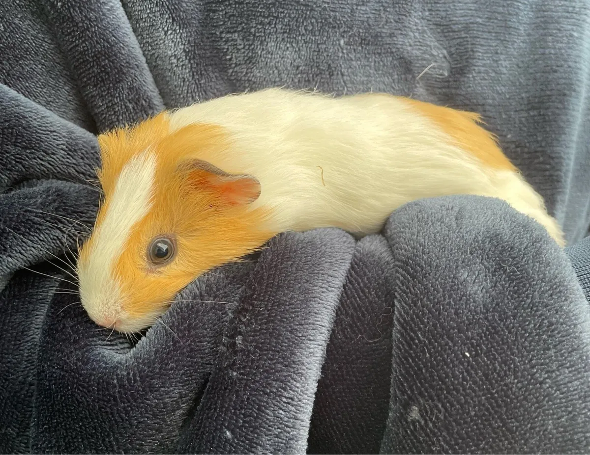 Guinea pigs - Image 3