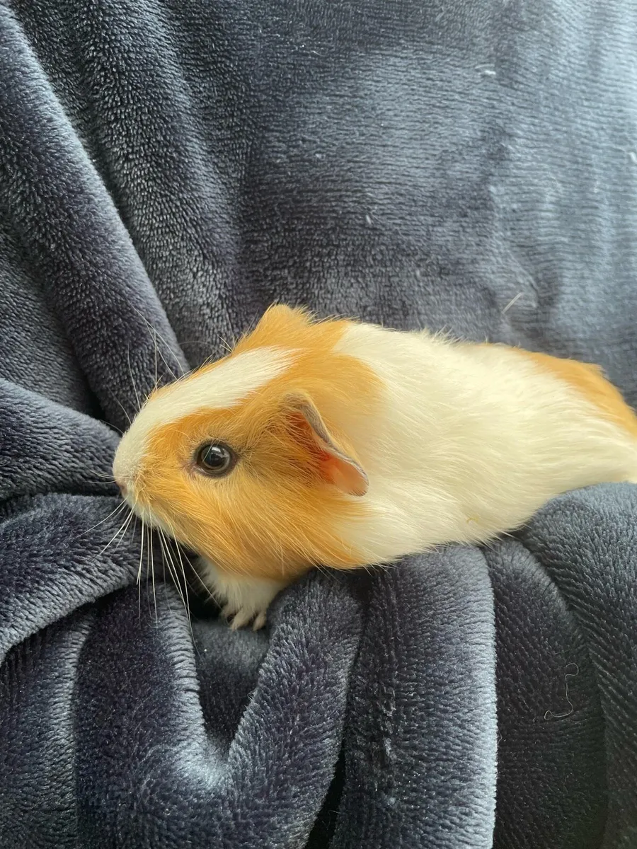 Guinea pigs - Image 4