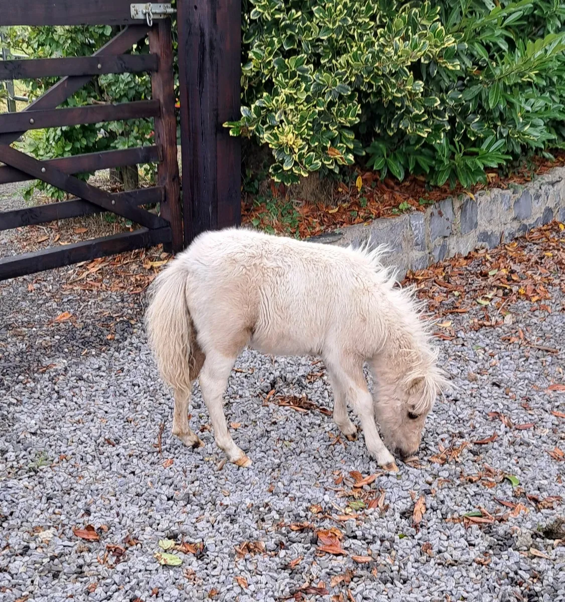 Miniature Falabella Filly - Image 3