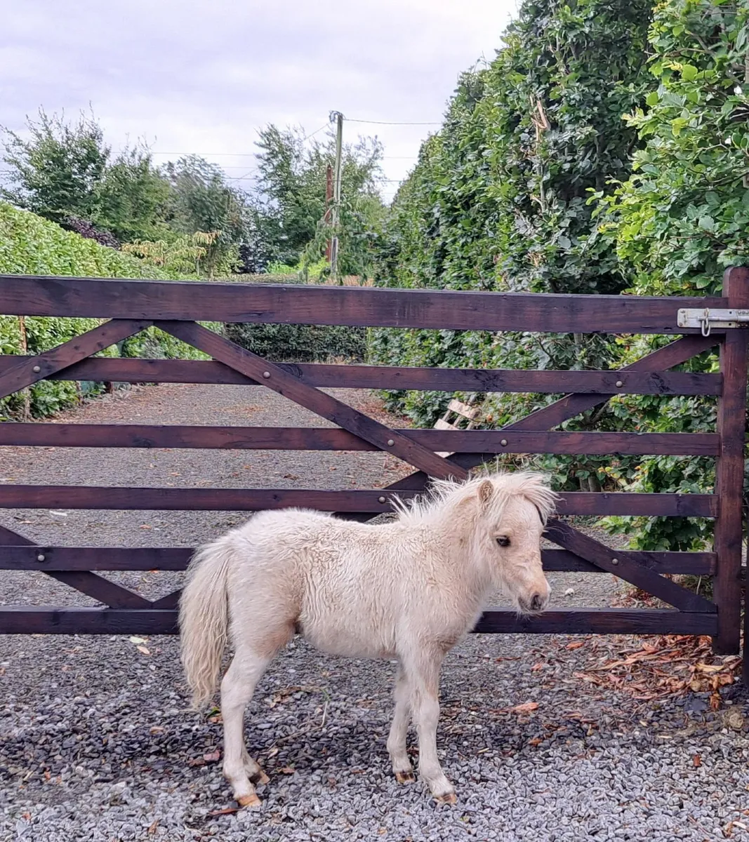 Miniature Falabella Filly - Image 4