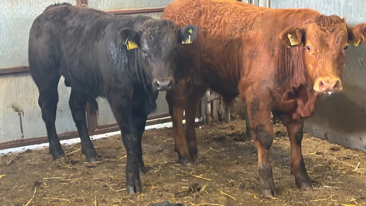 2 Super U Grade Limousin Bull Wealings - Image 3