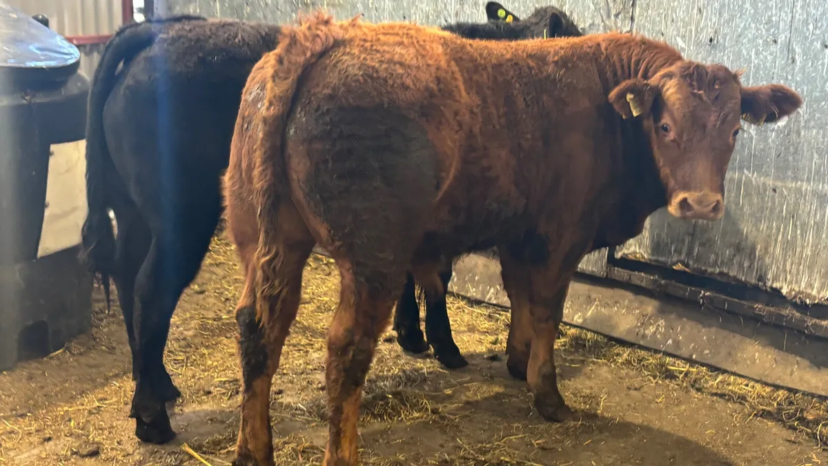 2 Super U Grade Limousin Bull Wealings - Image 4