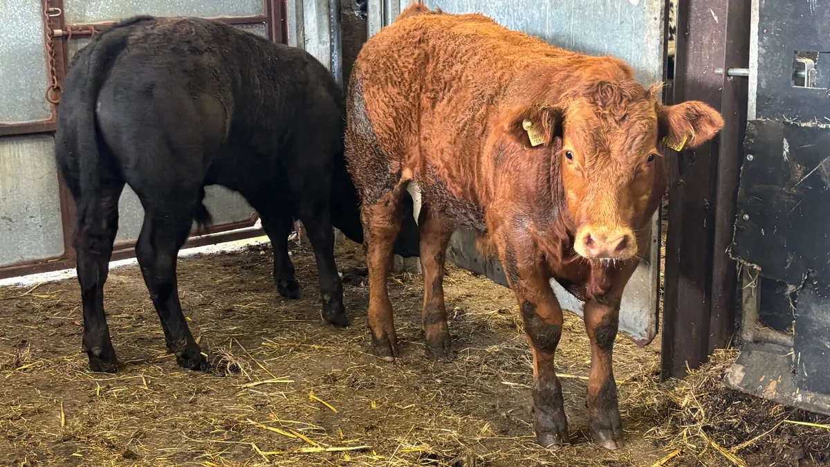 2 Super U Grade Limousin Bull Wealings - Image 2