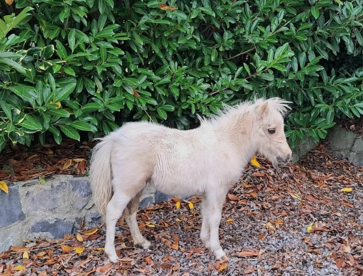 Miniature Falabella Filly - Image 2