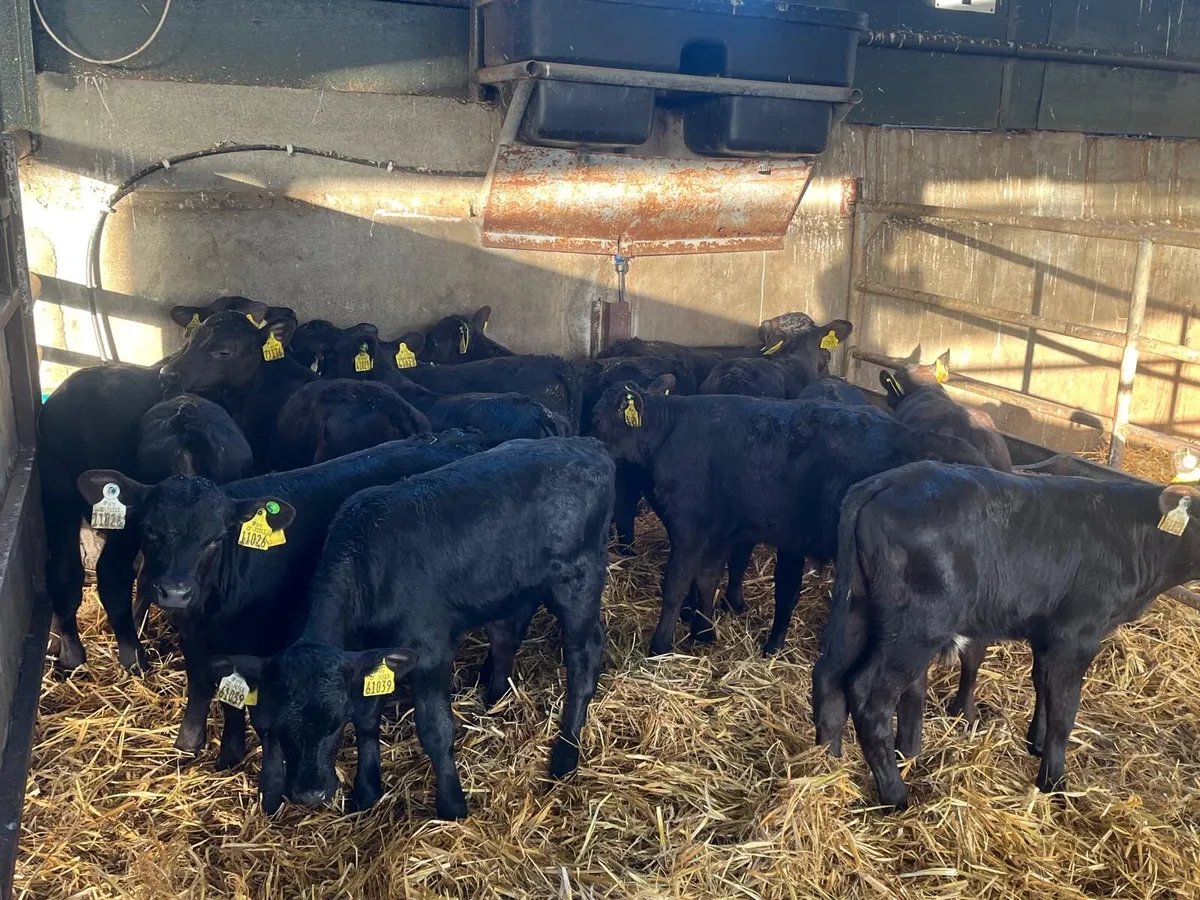 15 super  Angus suck calf’s - Image 2
