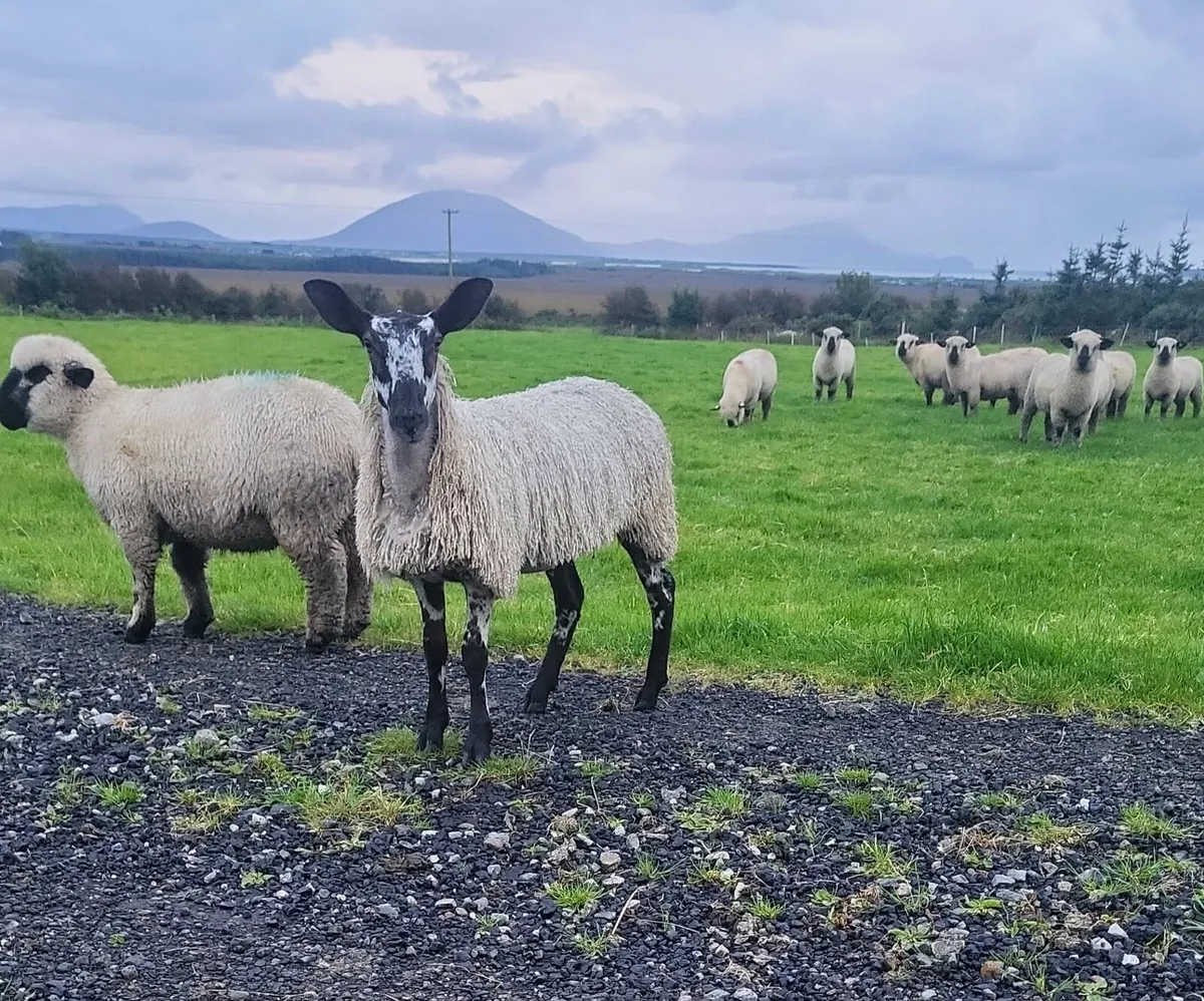 PBNR Bluefaced Leicester ewe lamb - Image 1