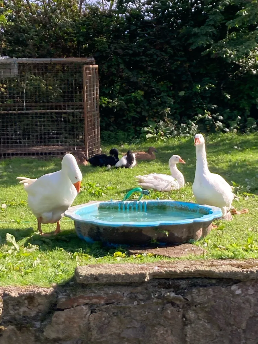 Gander and two geese and four ducks - Image 2