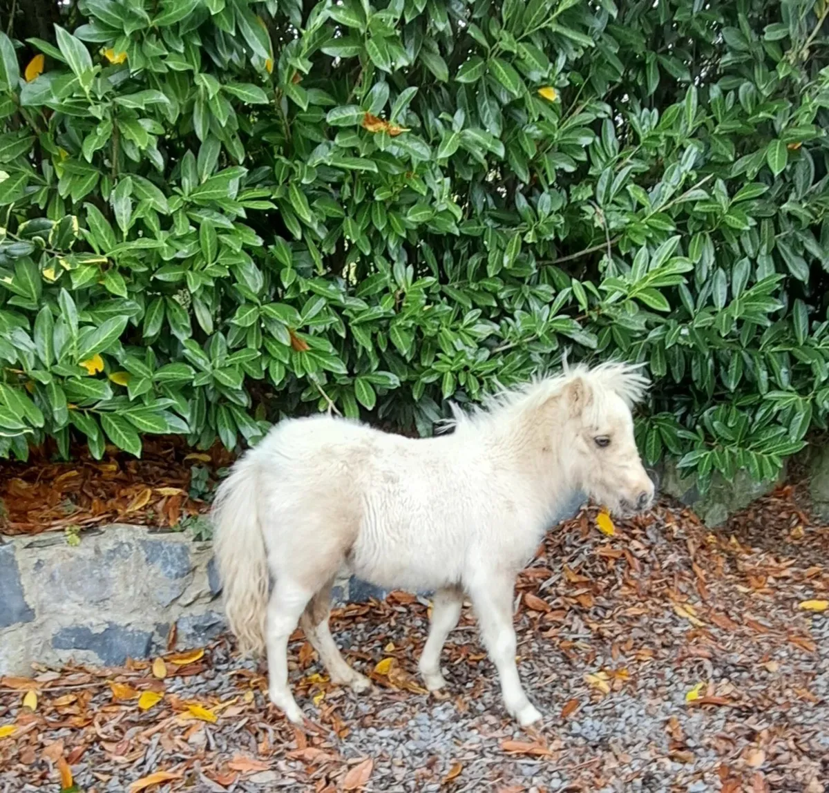 Miniature Falabella Filly - Image 2