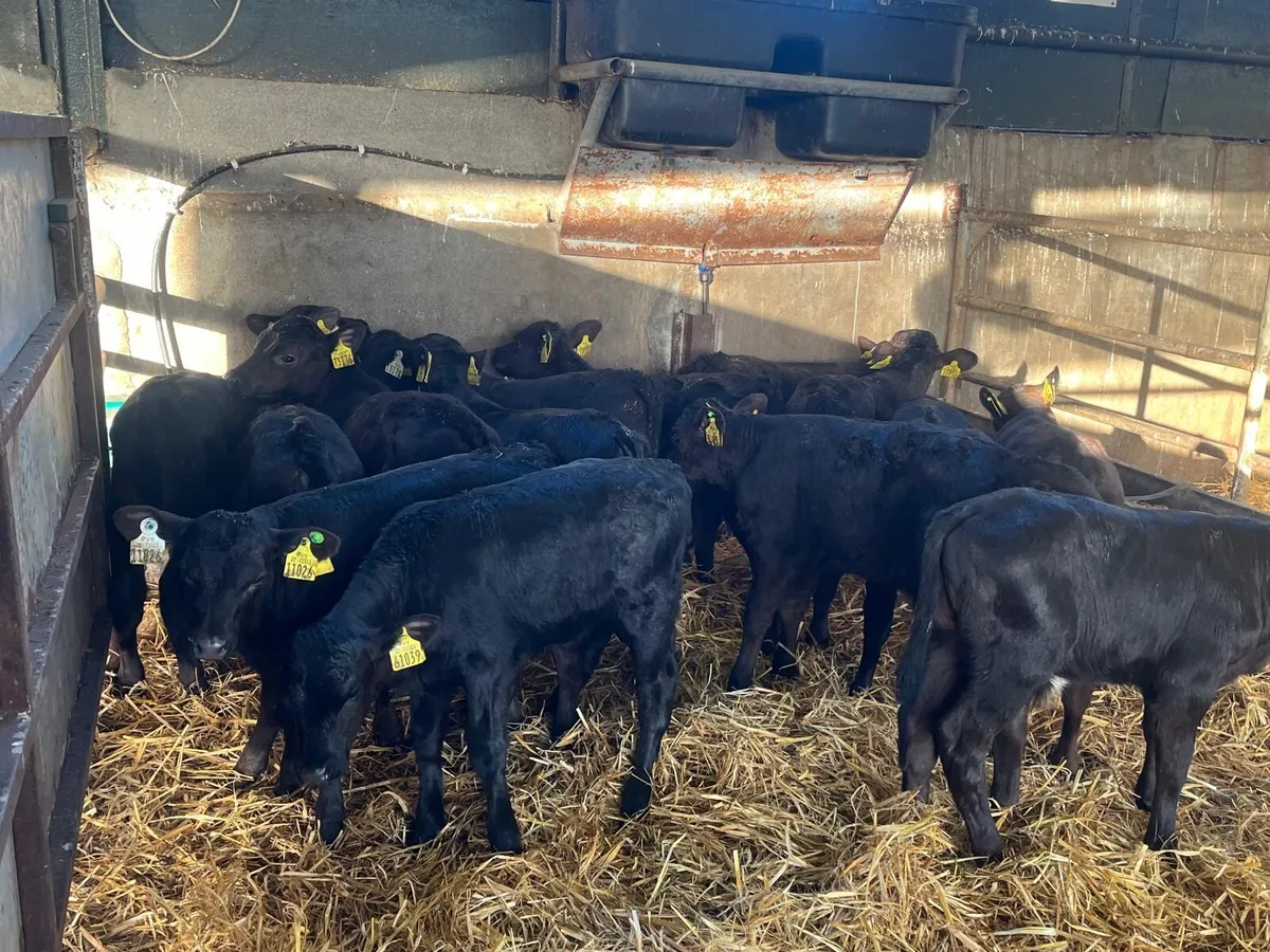15 super  Angus suck calf’s - Image 3