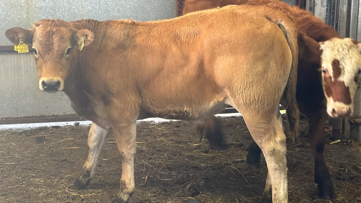 2 Quality Continental Bull Wealings - Image 2