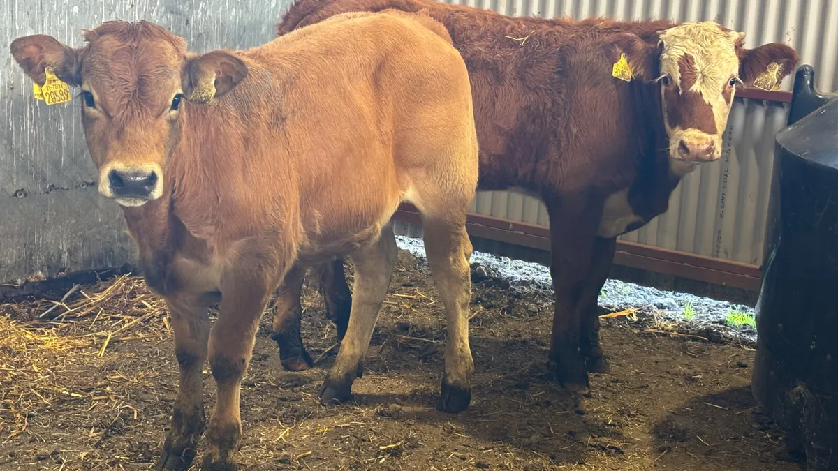 2 Quality Continental Bull Wealings - Image 3