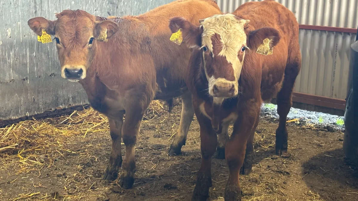 2 Quality Continental Bull Wealings - Image 1