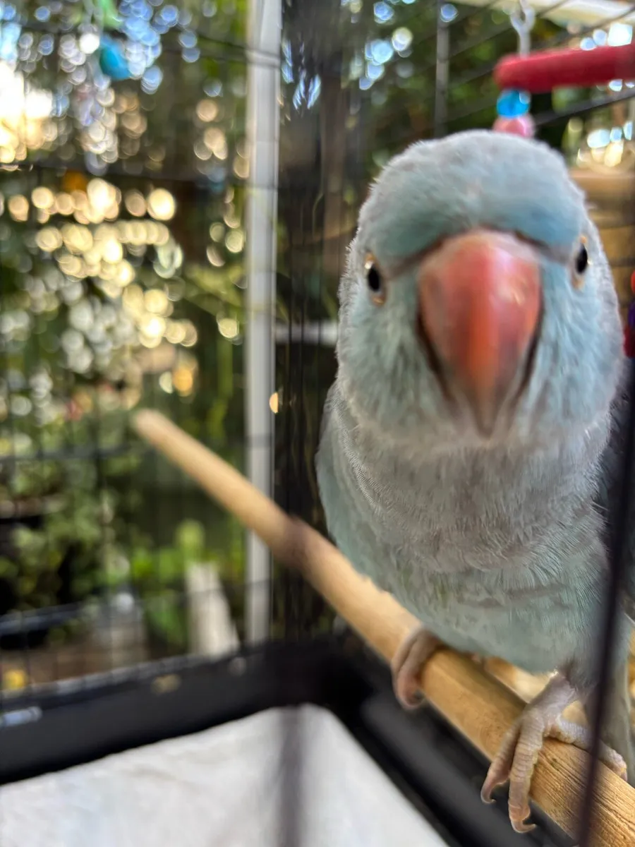Beautiful Indian ring neck parrot - Image 1