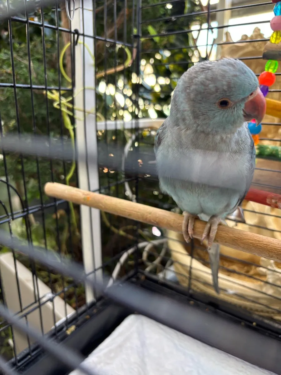 Beautiful Indian ring neck parrot - Image 2