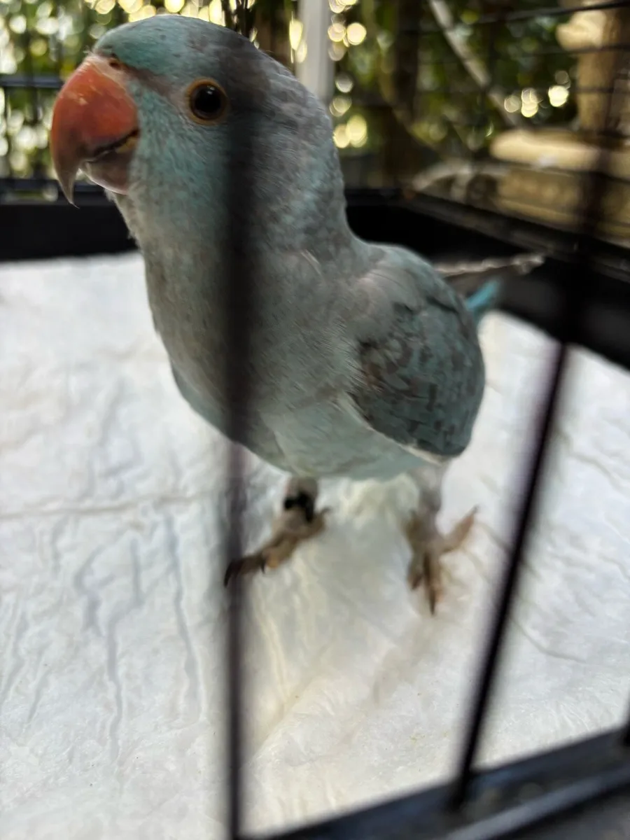 Beautiful Indian ring neck parrot - Image 3