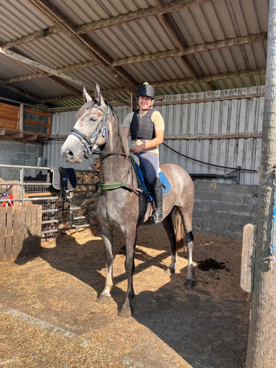 4 year old Filly - Image 2