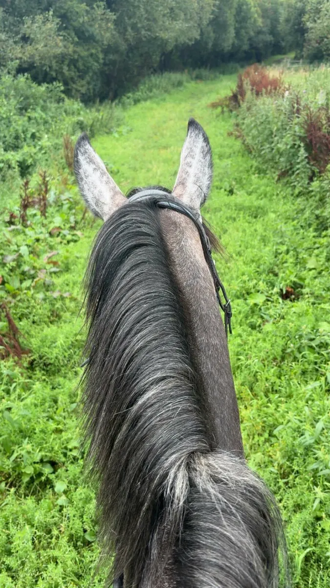 4 year old Filly - Image 3