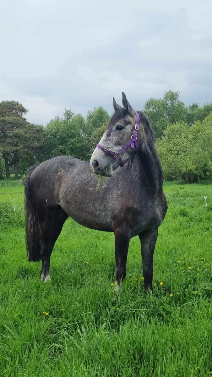 4 year old Filly - Image 1