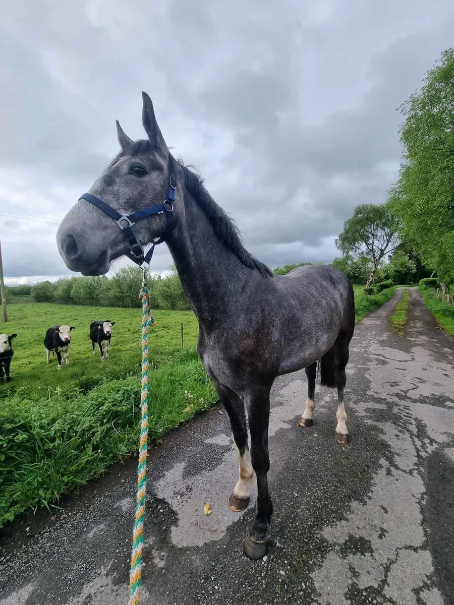 4 year old Filly - Image 4
