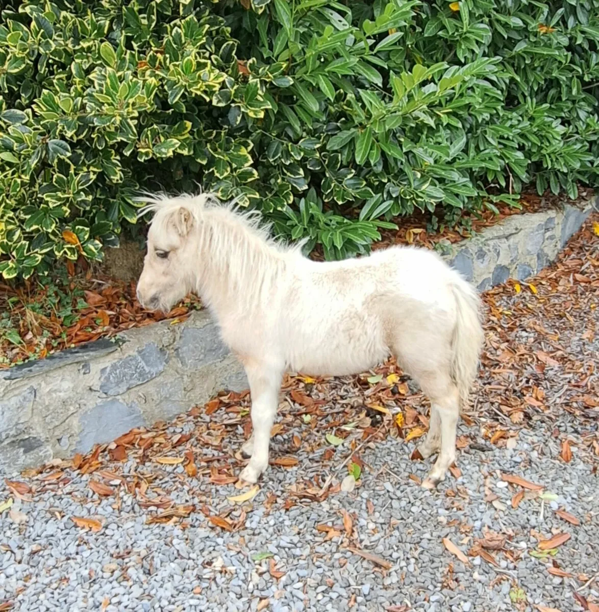Miniature Falabella Filly - Image 3
