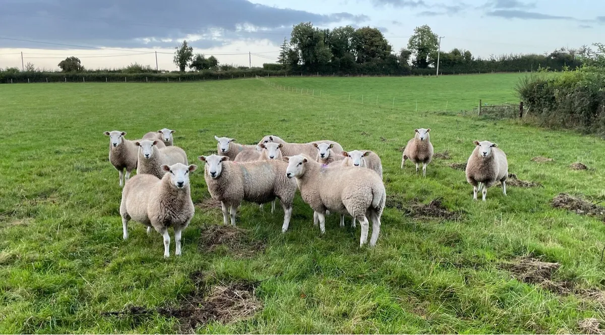Lleyn ram lambs - Image 2