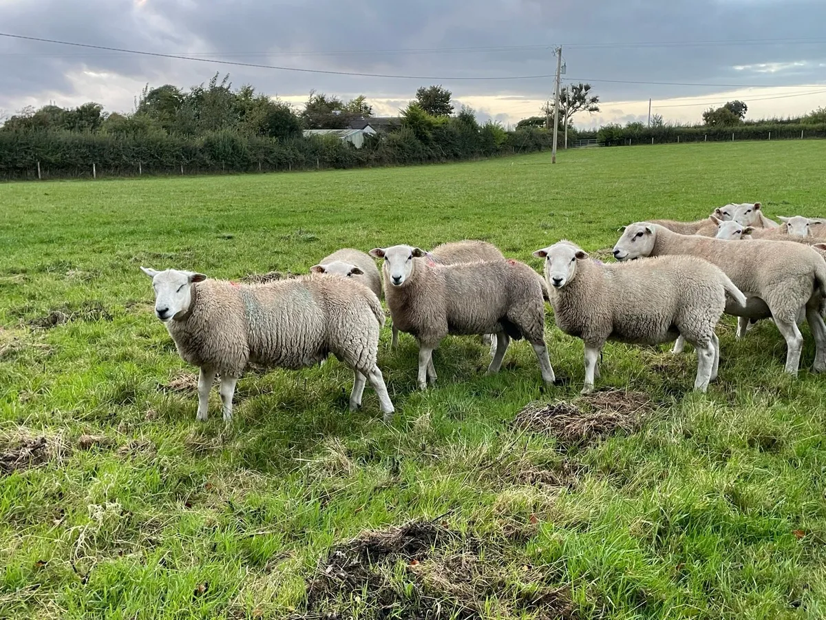 Lleyn ram lambs - Image 3
