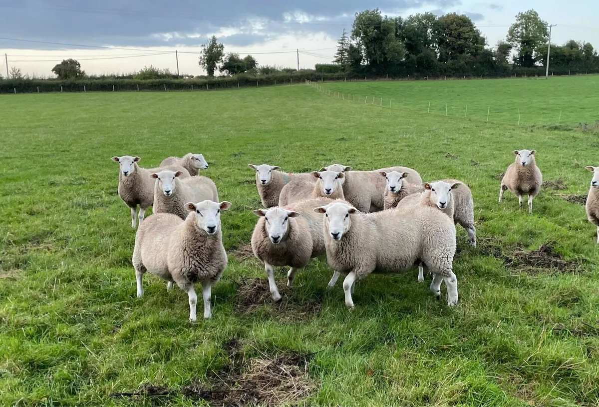Lleyn ram lambs - Image 4