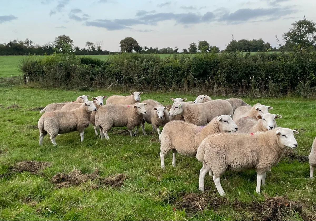 Lleyn ram lambs - Image 1