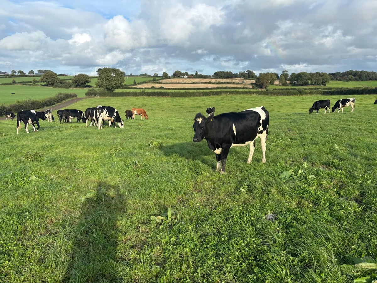 39 Incalf heifers - Image 1