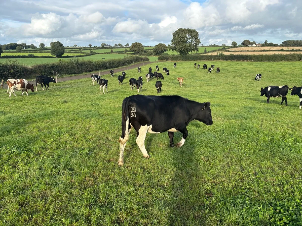 39 Incalf heifers - Image 2