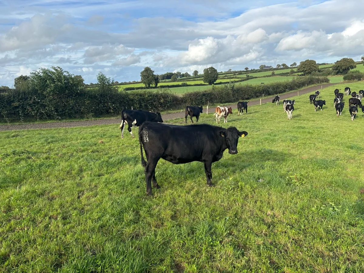 39 Incalf heifers - Image 3