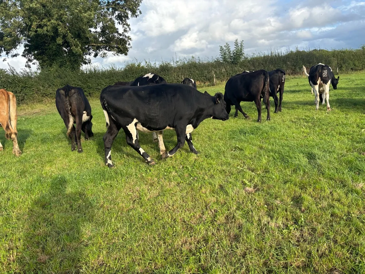 39 Incalf heifers - Image 4