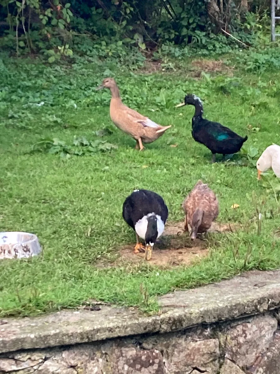 Gander and two geese and four ducks - Image 3