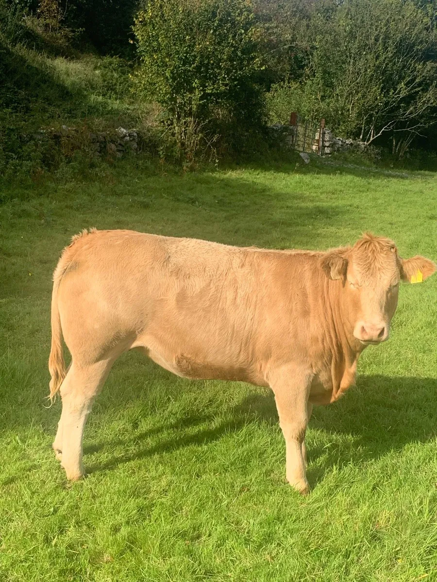 Heifers for Balla on Saturday the 13th September - Image 4