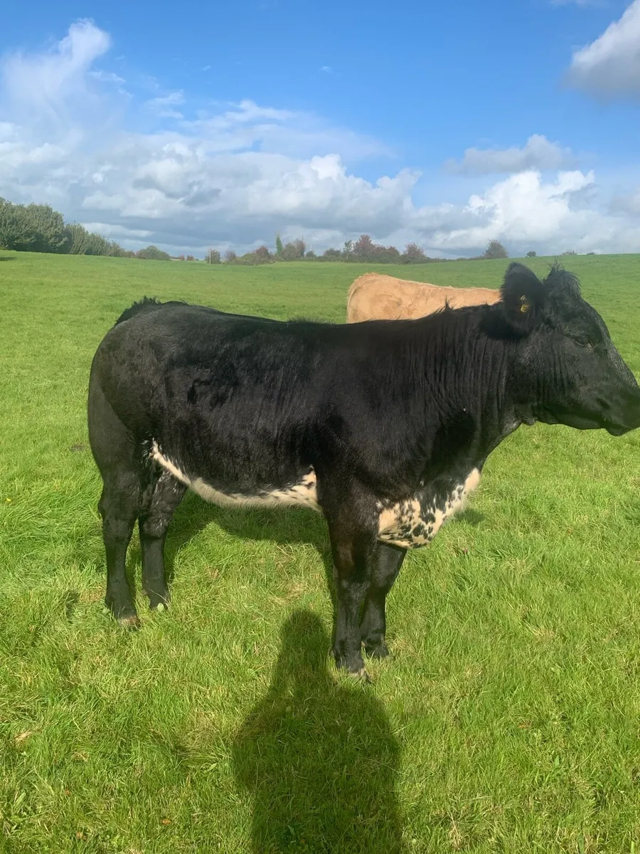 Heifers for Balla on Saturday the 13th September - Image 3
