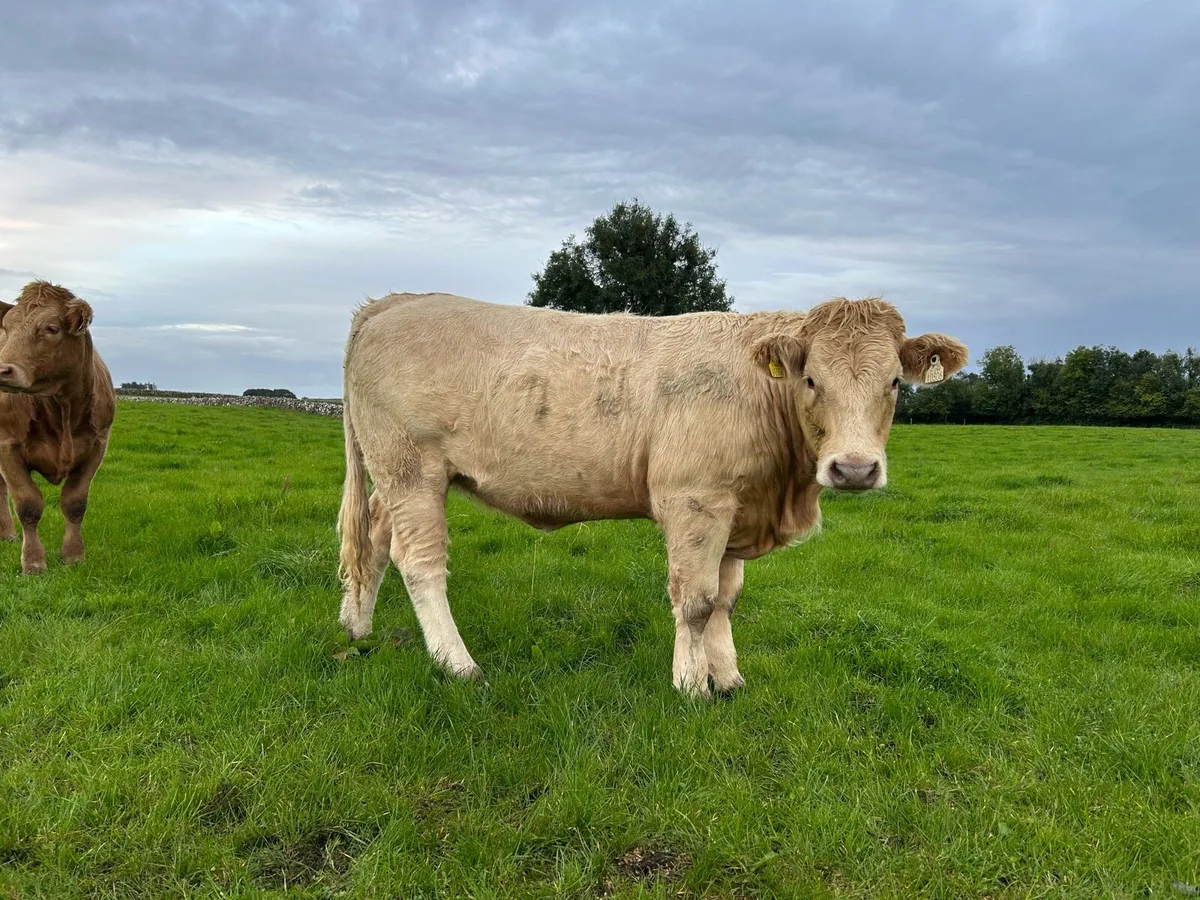 Heifers - Balla Mart - Sat 13th - Image 4