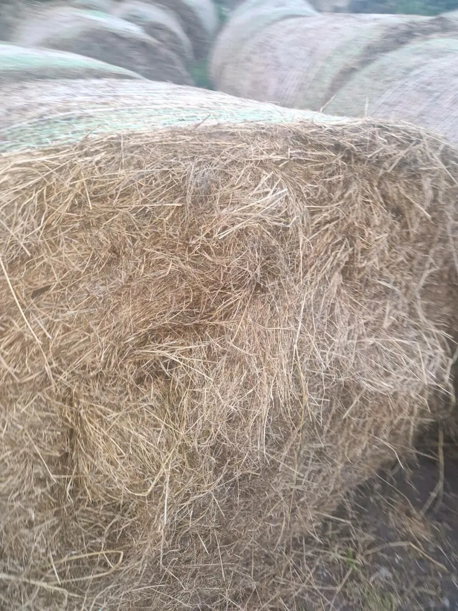 50 Bales of bedding for sale - Image 2