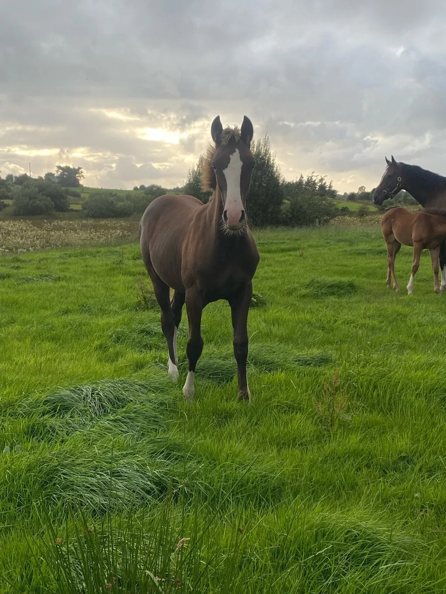 Filly foal - Image 3