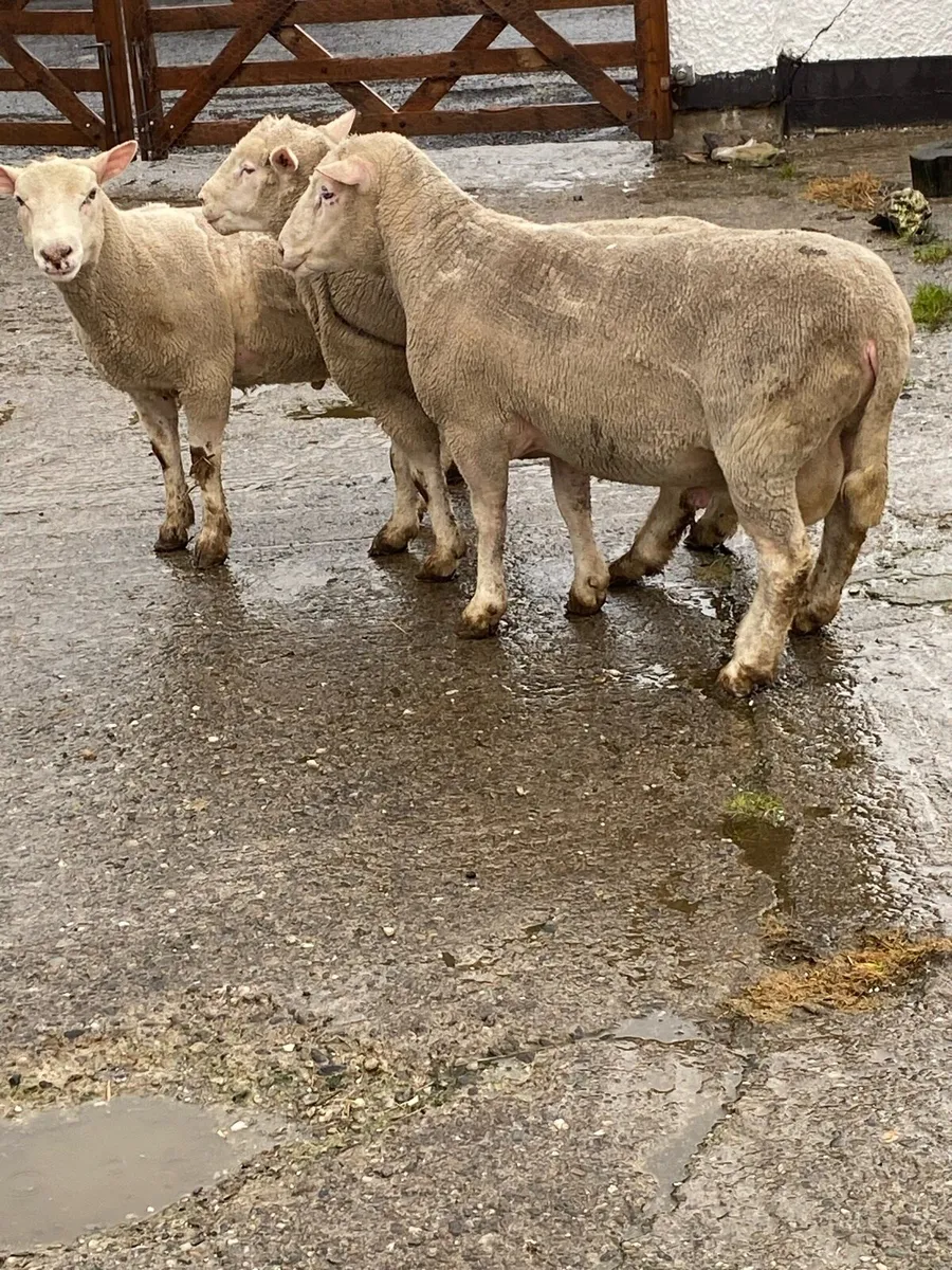 Rams - Image 2