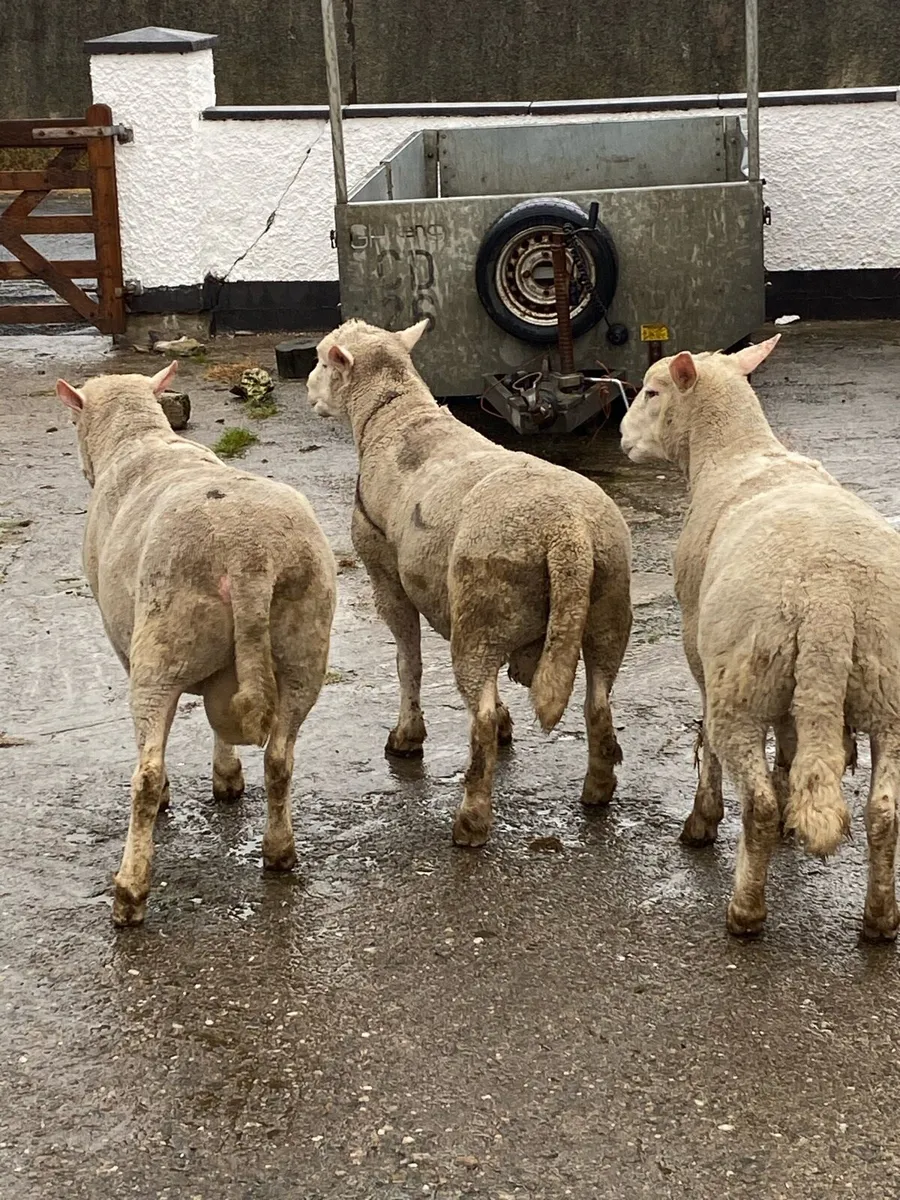 Rams - Image 1